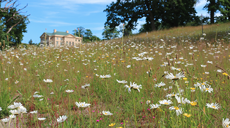 En vildvuxen äng med prästkragar och maskrosor med Gunnebo slott i förgrunden.